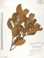 藏品(水筆仔)的圖片