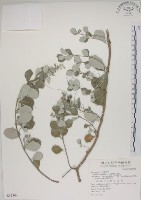 藏品(海埔姜)的圖片