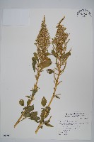 藏品(青莧)的圖片