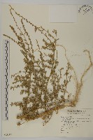 藏品(變葉藜)的圖片