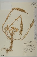 藏品(裸花鹼蓬)的圖片