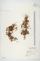 藏品(菟絲子)的圖片