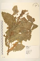 藏品(苦苣菜)的圖片