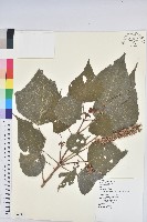 藏品(白匏子)的圖片