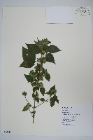 藏品(華九頭獅子草)的圖片