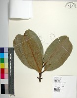 藏品(瓊崖海棠、胡桐)的圖片