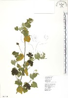 藏品(冬葵子)的圖片