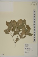 藏品(菱葉衛矛)的圖片