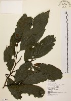 藏品(秀柱花)的圖片