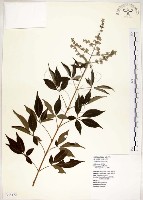 藏品(黃荊)的圖片