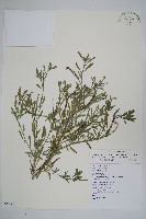 藏品(伏毛天芹菜)的圖片