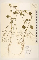 藏品(一枝香)的圖片