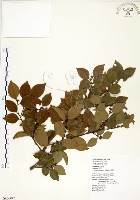 藏品(內苳子)的圖片