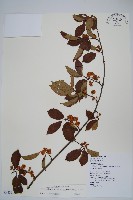 藏品(硬齒獼猴桃)的圖片