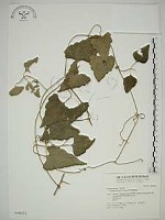 藏品(屏東鐵線蓮)的圖片