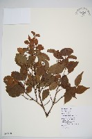 藏品(呂宋莢迷)的圖片