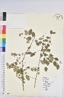 藏品(多花油柑、白仔)的圖片