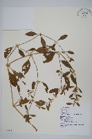 藏品(毛蓮子草)的圖片