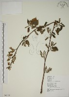 藏品(小桑樹)的圖片