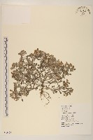 藏品(鼠麴舅)的圖片