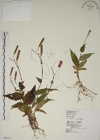 藏品(臺灣油點草)的圖片