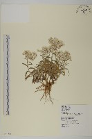 藏品(玉山抱莖籟簫)的圖片