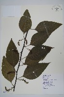 藏品(多子漿果莧)的圖片