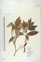 藏品(猴歡喜)的圖片