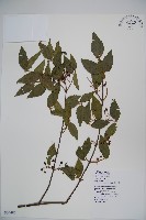 藏品(呂宋莢迷)的圖片