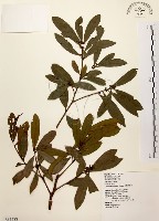 藏品(黃肉樹, 小梗木薑子)的圖片