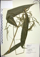 藏品(棕葉狗尾草)的圖片