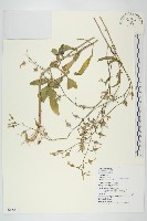 藏品(伽藍菜、倒吊蓮)的圖片