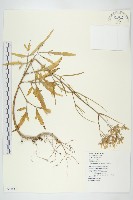 藏品(小燈籠草、大還魂)的圖片