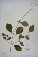 藏品(印度牛膝、土牛藤)的圖片