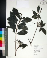 藏品(薄葉玉心花)的圖片