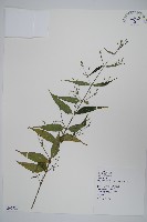 藏品(槍刀菜)的圖片