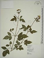 藏品(大花咸豐草)的圖片