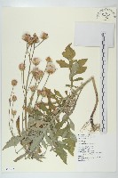 藏品(泥胡菜)的圖片