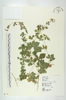 藏品(小苦瓜)的圖片