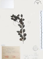 藏品(小葉赤楠)的圖片