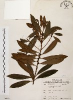 藏品(大明橘)的圖片