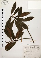 藏品(大明橘)的圖片