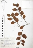 藏品(馬甲子)的圖片