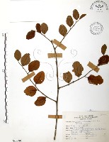 藏品(馬甲子)的圖片