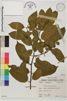 藏品(桶鉤藤)的圖片