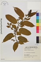 藏品(桶鉤藤)的圖片