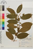 藏品(桶鉤藤)的圖片