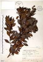 藏品(十子木、加入舅)的圖片