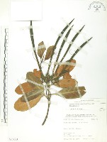 藏品(水筆仔)的圖片