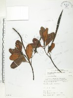 藏品(水筆仔)的圖片